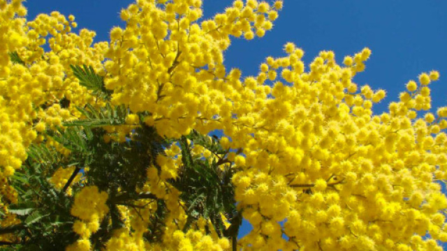 La pianta della mimosa simbolo della festa delle donne