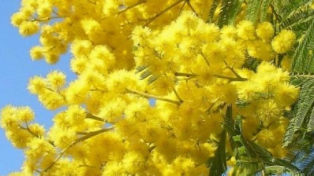 Ora la mimosa si mangia: diventa un ingrediente utile in cucina