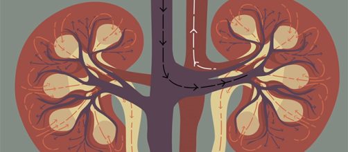Kidneys play an integral role in keeping us alive and well. Here's how they do it. [Image Credit: TED-Ed/YouTube]