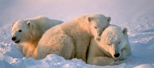 Documentan oso polar que sufre por el cambio climático - ngenespanol.com Documentan oso polar que sufre por el cambio climático - ngenespanol.com