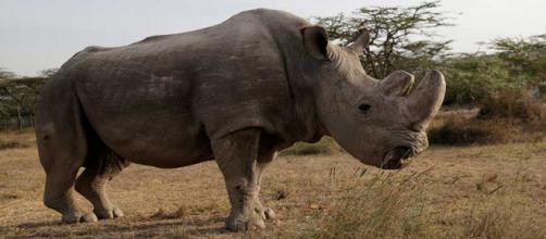 Muere 'Sudán', el último rinoceronte blanco del norte