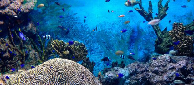 Arrecifes de coral de vidrio inusuales de Canadá designados como áreas protegidas. Arrecifes de coral de vidrio inusuales de Canadá designados como áreas protegidas.