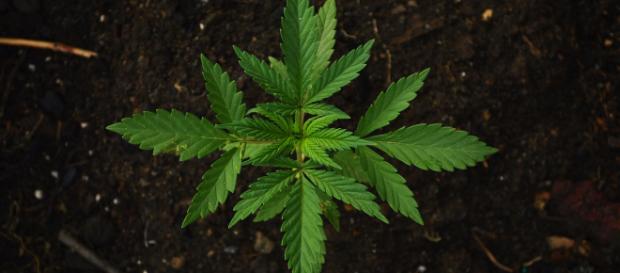 As the demand for cannabis and related goods increases, the competition among manufacturers and distributors also rises. (Source: Pixabay) As the demand for cannabis and related goods increases, the competition among manufacturers and distributors also rises. (Source: Pixabay)