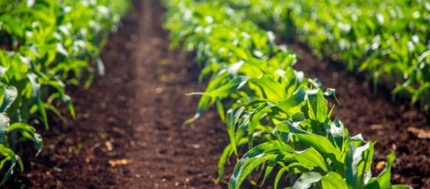 El Sistema Nacional de Calidad de Producción Integrada tiene como objetivo mejorar la producción agrícola y agroalimentaria. El Sistema Nacional de Calidad de Producción Integrada tiene como objetivo mejorar la producción agrícola y agroalimentaria.