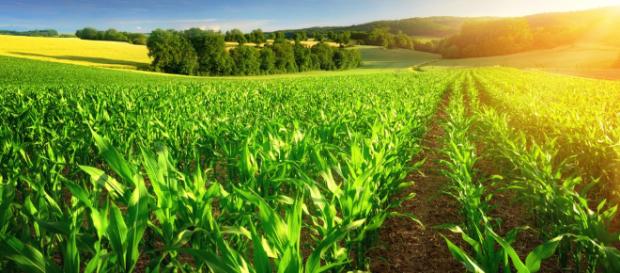 La agricultura protegida, el futuro del campo mexicano La agricultura protegida, el futuro del campo mexicano