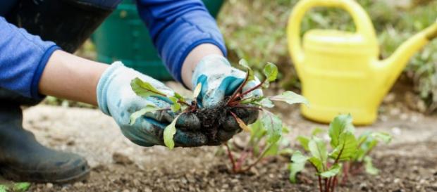 Los fertilizantes Pro-eco tienen muchas ventajas, y algunos de ellos mejoran las propiedades microbiológicas del suelo. Los fertilizantes Pro-eco tienen muchas ventajas, y algunos de ellos mejoran las propiedades microbiológicas del suelo.