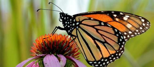 Monarch Butterfly on Purple Coneflower in Michigan (Image credit - Jim Hudgins, Wikimedia Commons)
