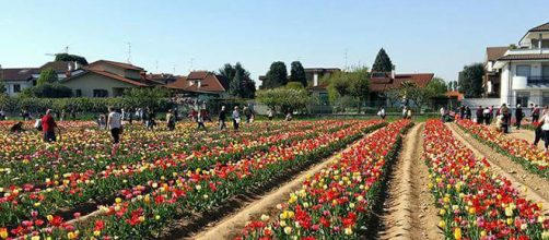 Tulipani Italiani 2018 a Cornaredo