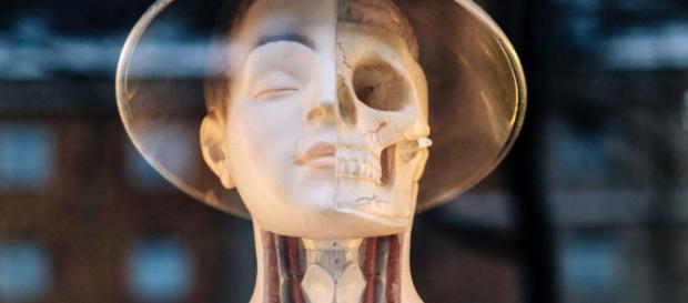 Are humans turning into a different species? (Image via Samuel Zeller/Unsplash) Are humans turning into a different species? (Image via Samuel Zeller/Unsplash)