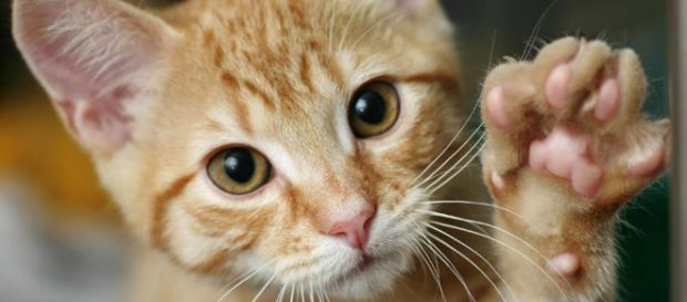 saber si tu gato es diestro o zurdo - lavanguardia.com saber si tu gato es diestro o zurdo - lavanguardia.com