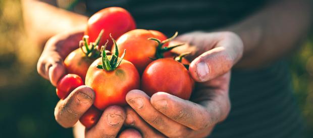 Muchas propiedades y beneficios tienen los tomates. - eljardindellibro.com Muchas propiedades y beneficios tienen los tomates. - eljardindellibro.com