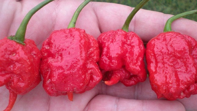 Il Carolina Reaper, il peperoncino pi&ugrave; piccante del mondo