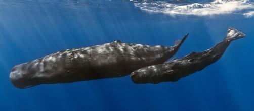 A mother sperm whale and her calf off the coast of Mauritius (Image credit - Gabriel Barathieu, Wikimedia Commons)