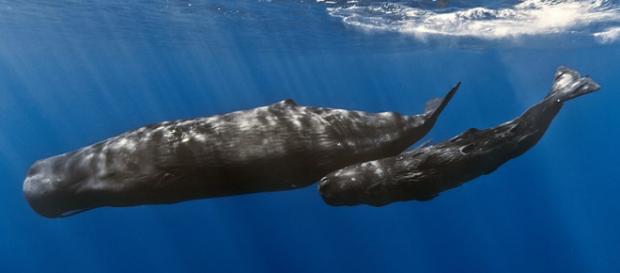 A mother sperm whale and her calf off the coast of Mauritius (Image credit - Gabriel Barathieu, Wikimedia Commons) A mother sperm whale and her calf off the coast of Mauritius (Image credit - Gabriel Barathieu, Wikimedia Commons)