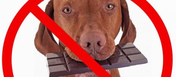 Chocolate é um inimigo do seu cãozinho. (Foto/Reprodução via Google) Chocolate é um inimigo do seu cãozinho. (Foto/Reprodução via Google)
