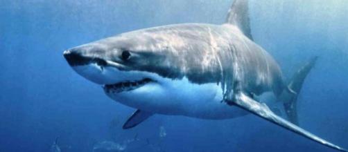 Los tiburones utilizan sus hombros para comer • El Nuevo Diario - com.ni