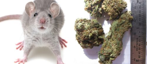 Policiais argentinos alegaram que ratos comeram mais de meia tonelada de maconha guardada em armazém