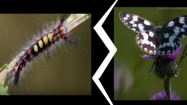 Si beaux et pourtant si assassins !