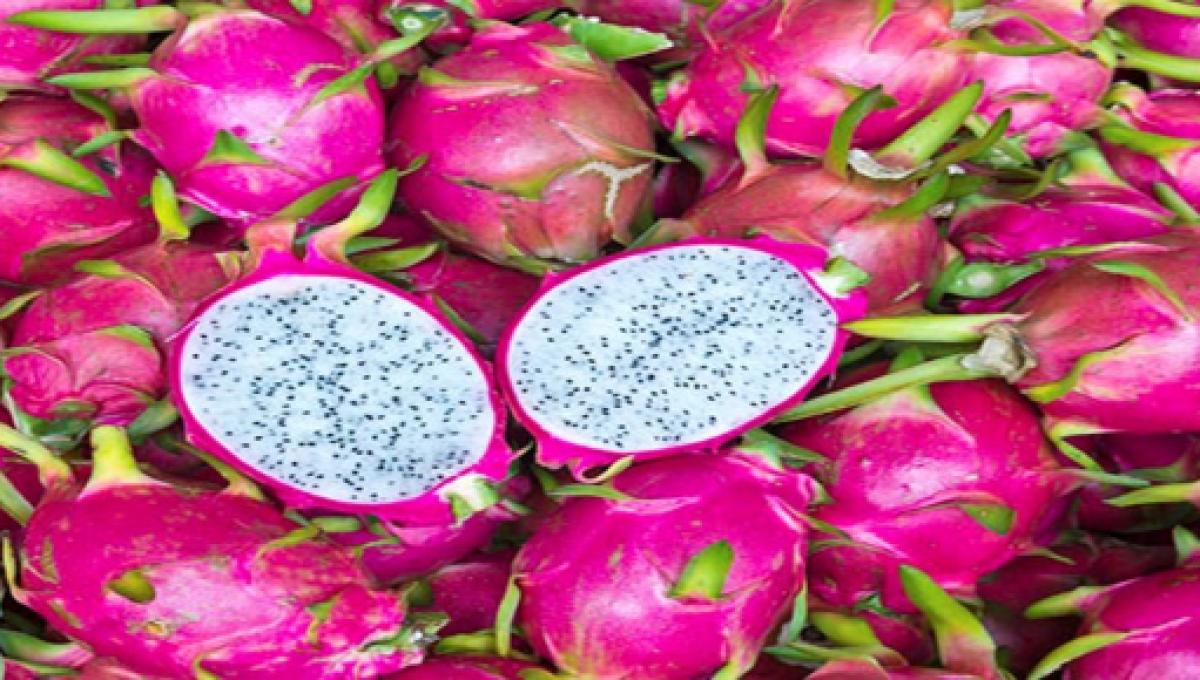Pitaya fruta para que serve