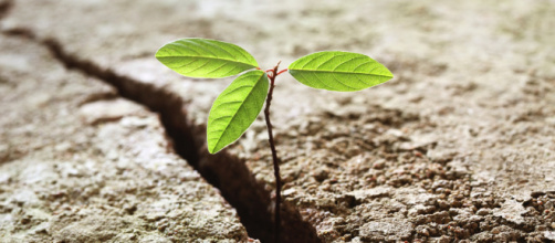 Business Coaching: tra evoluzione e resilienza - coachingnarrativo.it