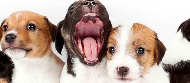 20 curiosidades sobre cachorros.(Foto/Reprodução via Blasting News) 20 curiosidades sobre cachorros.(Foto/Reprodução via Blasting News)