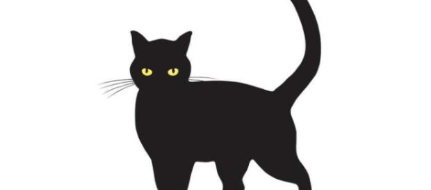 Algumas pessoas acreditam que gato preto traz azar Algumas pessoas acreditam que gato preto traz azar