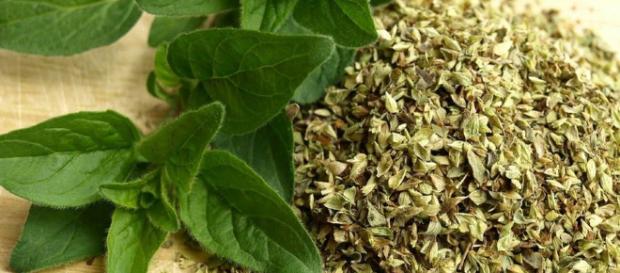 Beneficios que te aporta el orégano | Plantas - facilisimo.com Beneficios que te aporta el orégano | Plantas - facilisimo.com