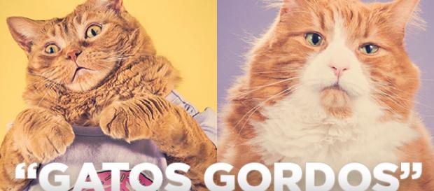 Gatos gordinhos como você nunca viu em fotos Gatos gordinhos como você nunca viu em fotos
