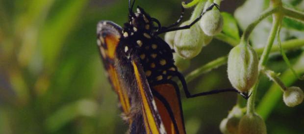 La fragilidad de las mariposas La fragilidad de las mariposas
