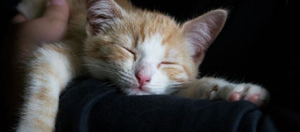 Medita en compañía de tu gato - harmonia.la Medita en compañía de tu gato - harmonia.la