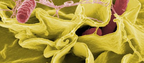 Salmonella in action. - [By NIAID - Salmonella Bacteria / Wikimedia Commons]