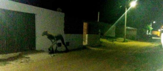 Criatura assusta população em Exu! Será que esse lobisomem existe? Criatura assusta população em Exu! Será que esse lobisomem existe?