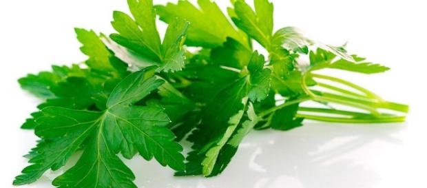 Perejil - Propiedades y Beneficios para la salud - ViviendoSanos.com - viviendosanos.com Perejil - Propiedades y Beneficios para la salud - ViviendoSanos.com - viviendosanos.com