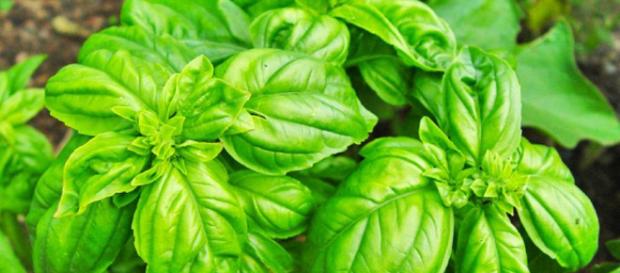 Tipos de Albahaca | Plantas - facilisimo.com Tipos de Albahaca | Plantas - facilisimo.com