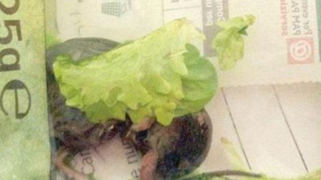 Topo ritrovato in una busta dell'insalata.