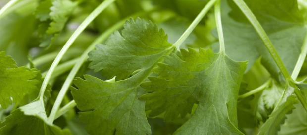 Grandes propiedades curativas del cilantro - sanasana.com Grandes propiedades curativas del cilantro - sanasana.com