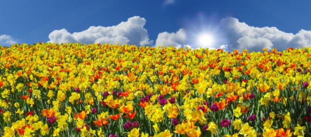 Junto a la primavera llega la rinitis, ¿sabes cómo tratarla? Junto a la primavera llega la rinitis, ¿sabes cómo tratarla?