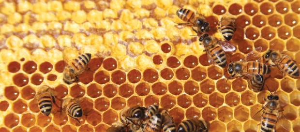 La magia de las abejas y su miel - forummexico.mx La magia de las abejas y su miel - forummexico.mx