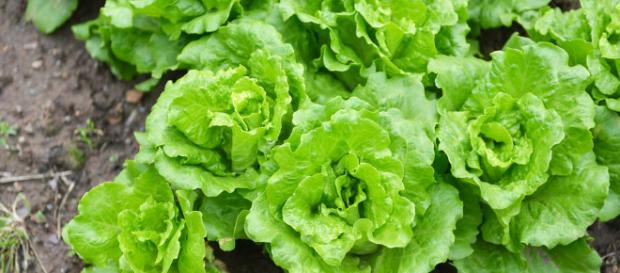 La romana única es más que una hoja de gran sabor La romana única es más que una hoja de gran sabor