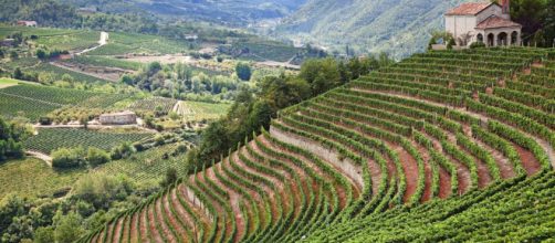 I vincitori del Concorso internazionale Vini di Montagna, 2015 ... - saporie.com