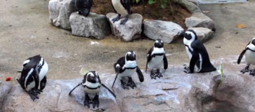 These penguins are always ready for a special event in their black and white suits. Image via: Gaurav Ail /YouTube Screenshot