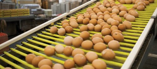 Usa, è allarme per uova alla salmonella, oltre 200 milioni ... - improntaunika.it
