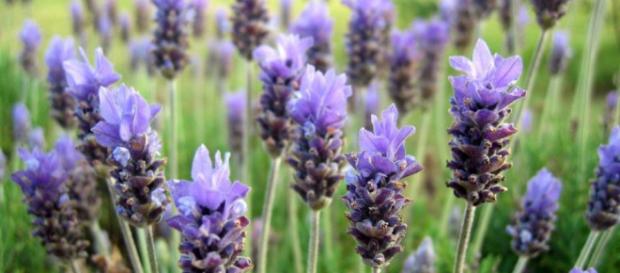 Lavanda: Usos y Contraindicaciones Indigo hierbas - indigohierbas.es Lavanda: Usos y Contraindicaciones Indigo hierbas - indigohierbas.es