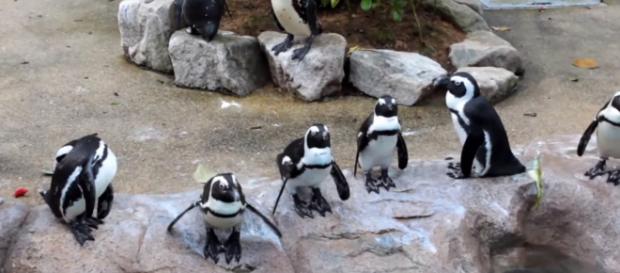 These penguins are always ready for a special event in their black and white suits. Image via: Gaurav Ail /YouTube Screenshot These penguins are always ready for a special event in their black and white suits. Image via: Gaurav Ail /YouTube Screenshot