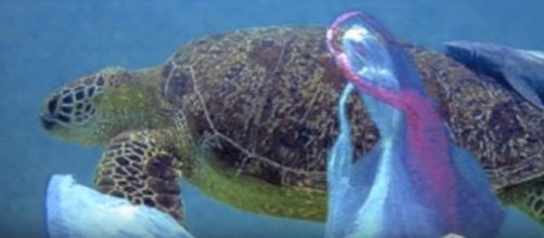 Mankind's use of plastic is having a deleterious effect on marine life.[image source: oceanpollutionpatch - YouTube]
