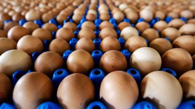 Milioni di uova a rischio salmonella ritirate dal mercato in nove stati Usa.