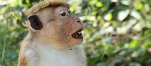 Malaria trasmessa dai macachi in Malesia