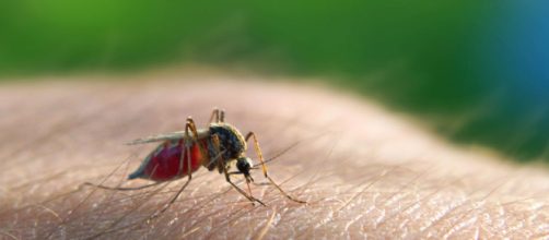 La malaria hace más atractivos a los humanos para los mosquitos