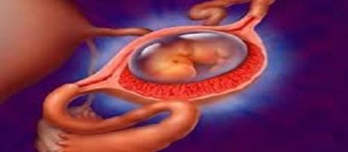 Desarrollo del embrión en las trompas de Falopio
