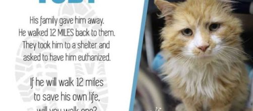 Il gatto Toby ha percorso molti km per tornare dai padroni ma loro vogliono ucciderlo